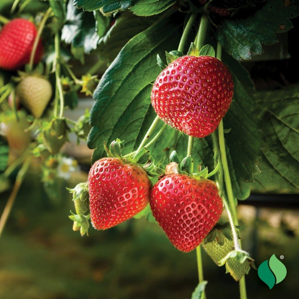 DeGroot Strawberry, Quinault