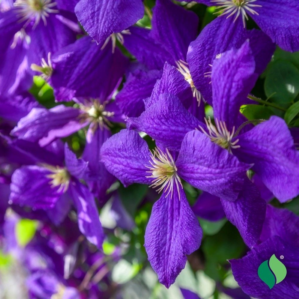 DeGroot Clematis, Jackmanii