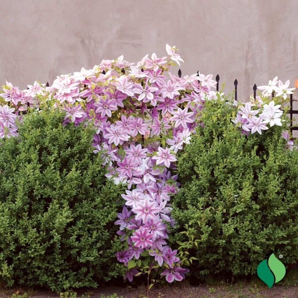 DeGroot Clematis, Nelly Moser
