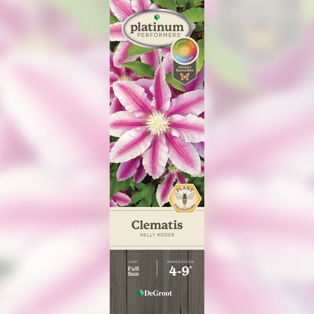 DeGroot Clematis, Nelly Moser