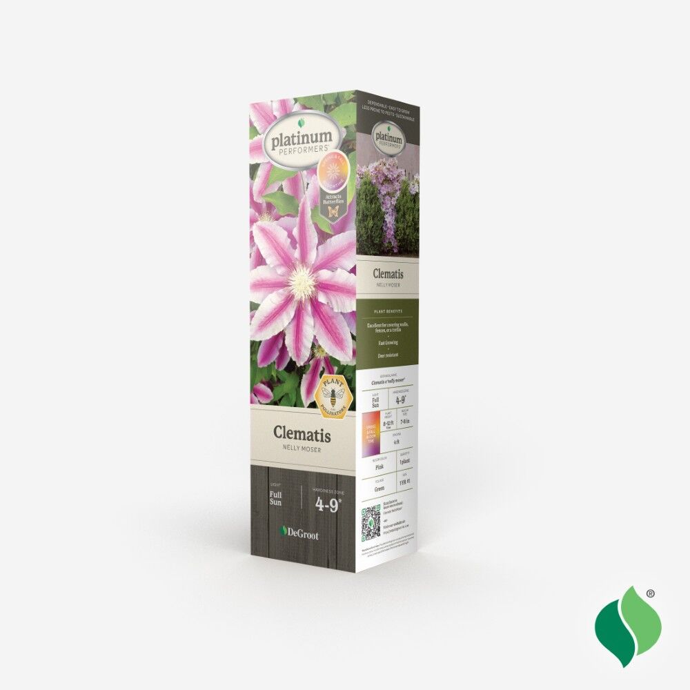 DeGroot Clematis, Nelly Moser