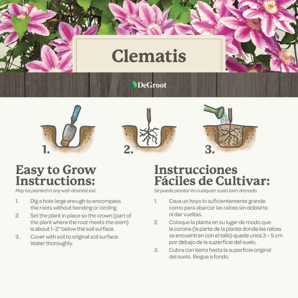 DeGroot Clematis, Nelly Moser