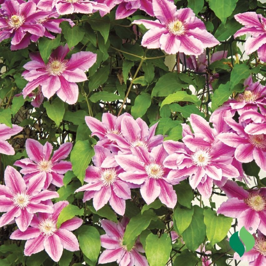 DeGroot Clematis, Nelly Moser