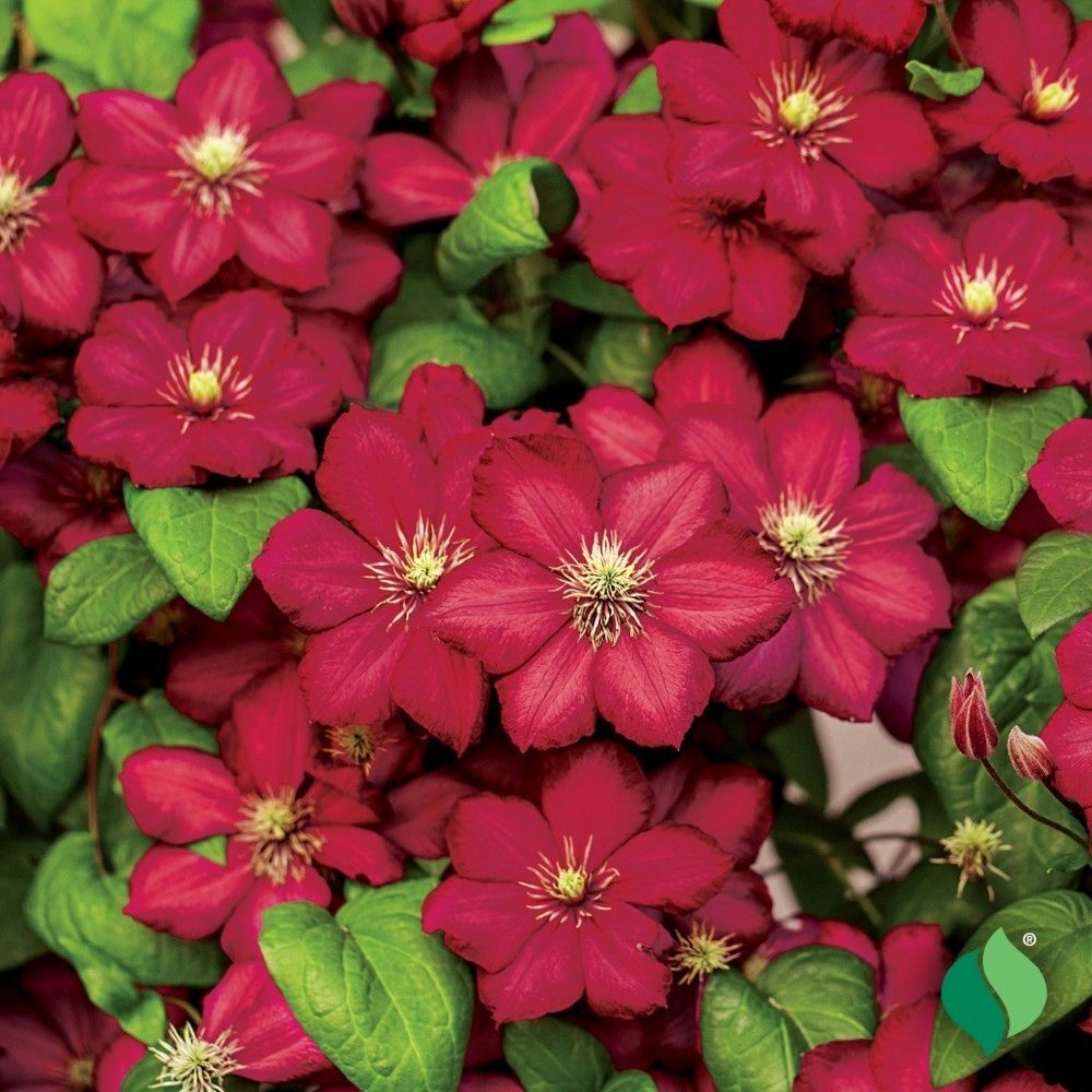 DeGroot Clematis, Rouge Cardinal