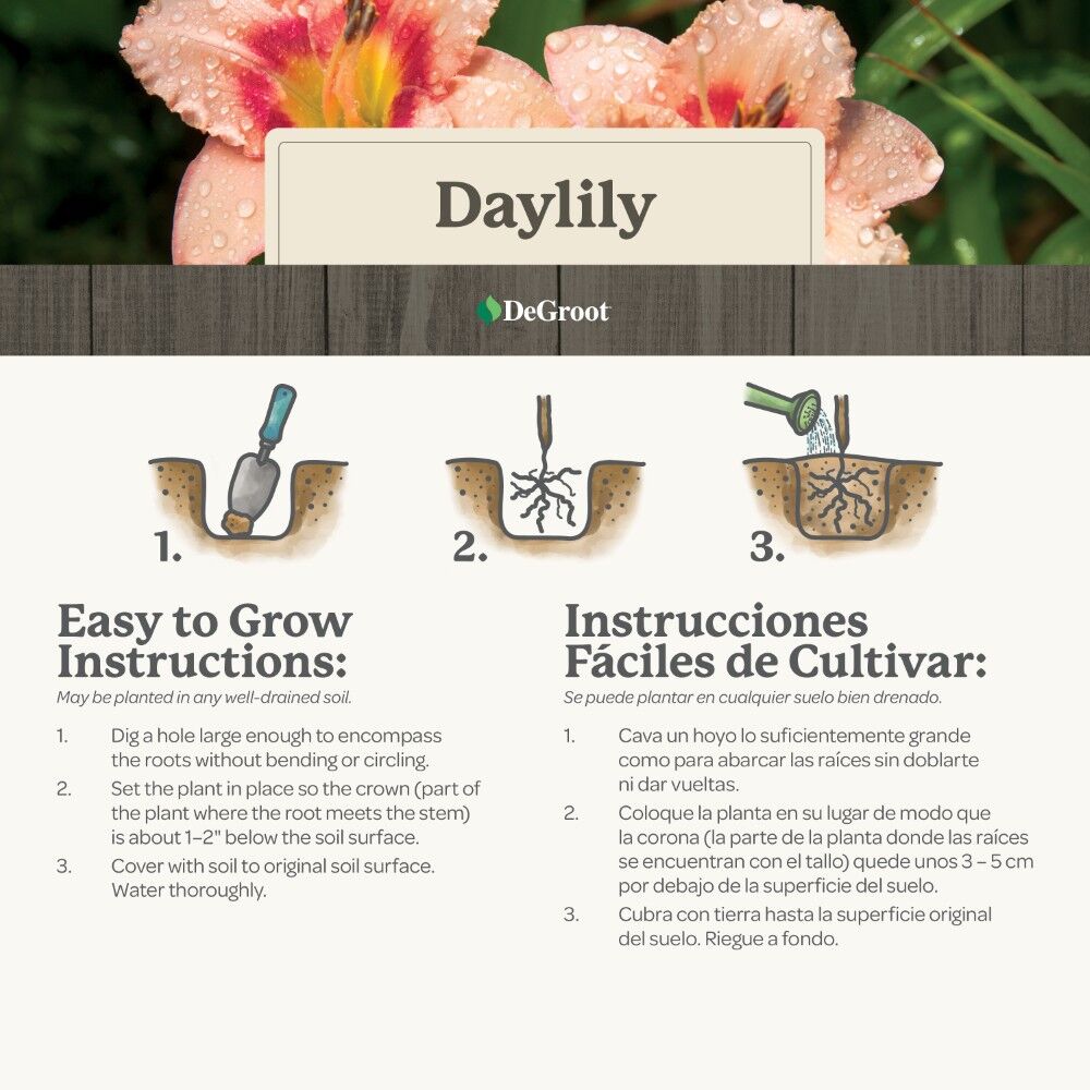 DeGroot Daylily, Big Time Happy
