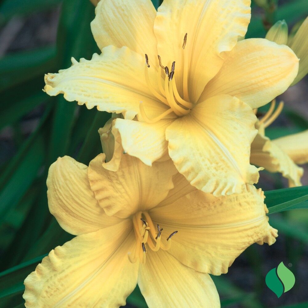 DeGroot Daylily, Big Time Happy