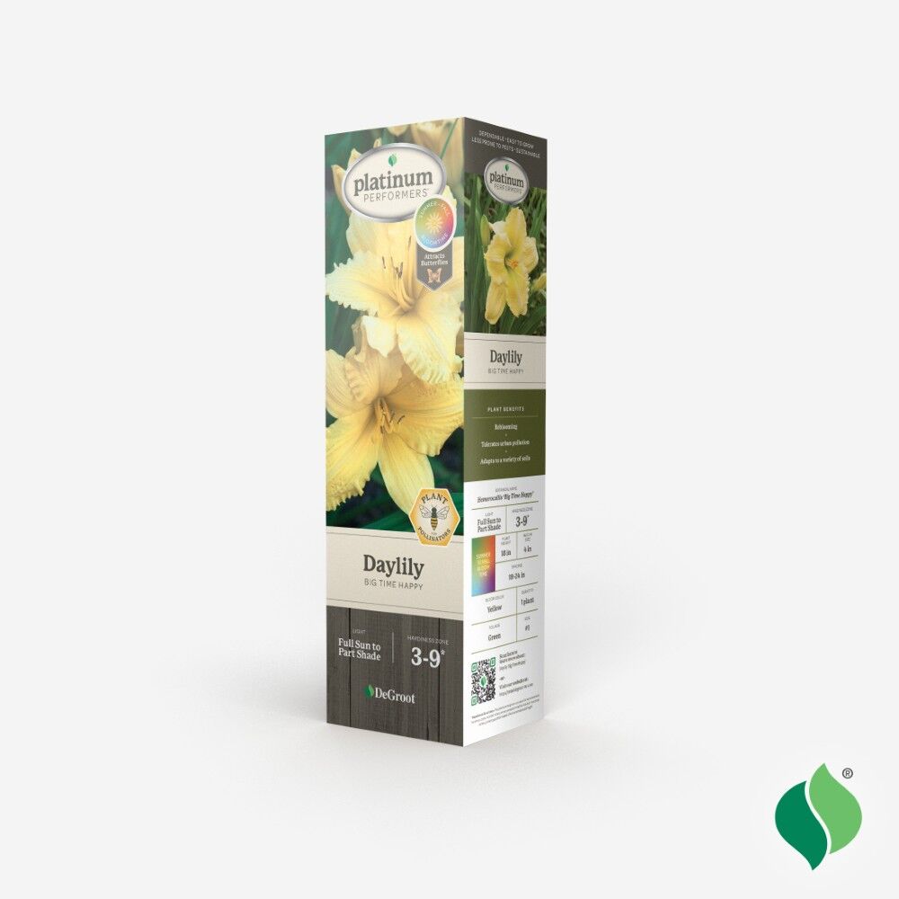 DeGroot Daylily, Big Time Happy