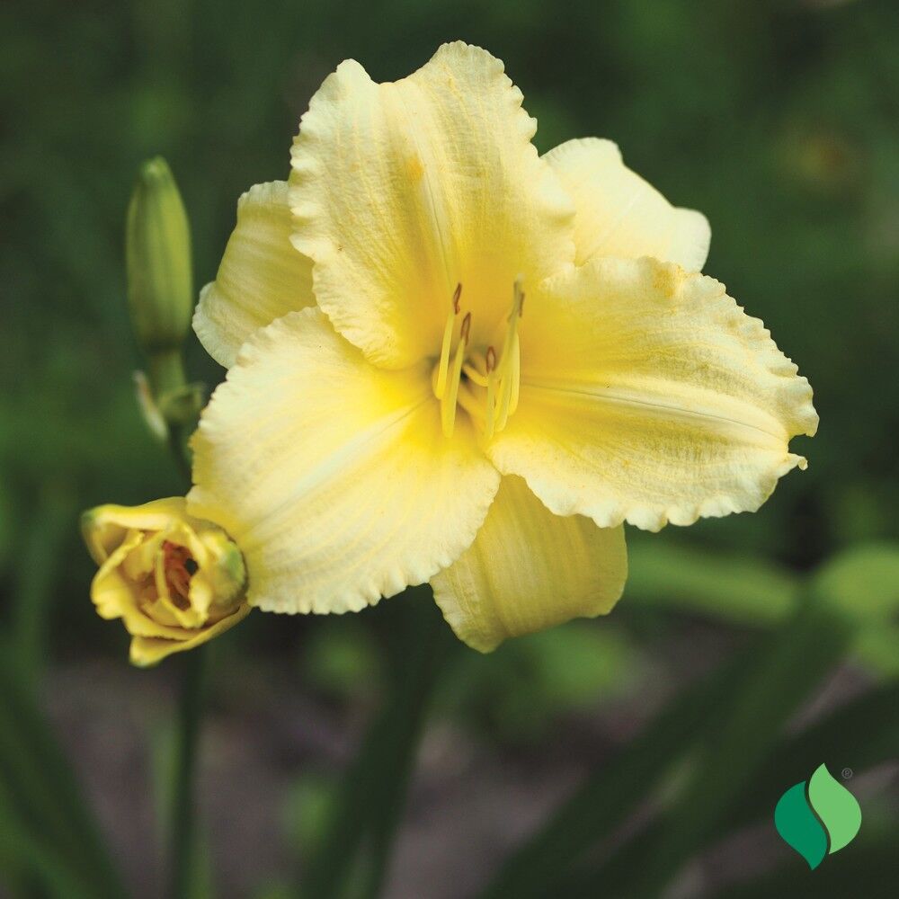 DeGroot Daylily, Big Time Happy