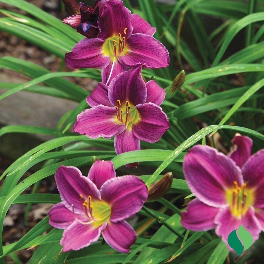 DeGroot Daylily, Purple de Oro