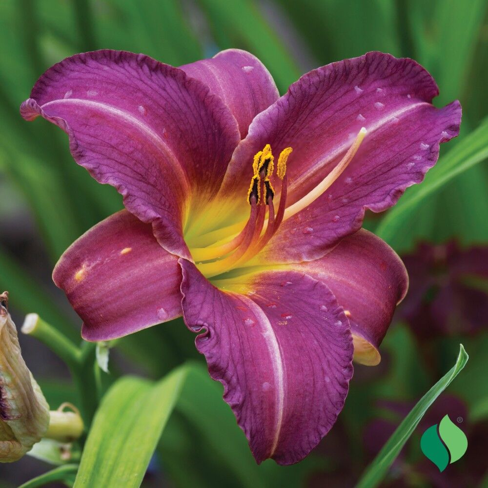 DeGroot Daylily, Purple de Oro