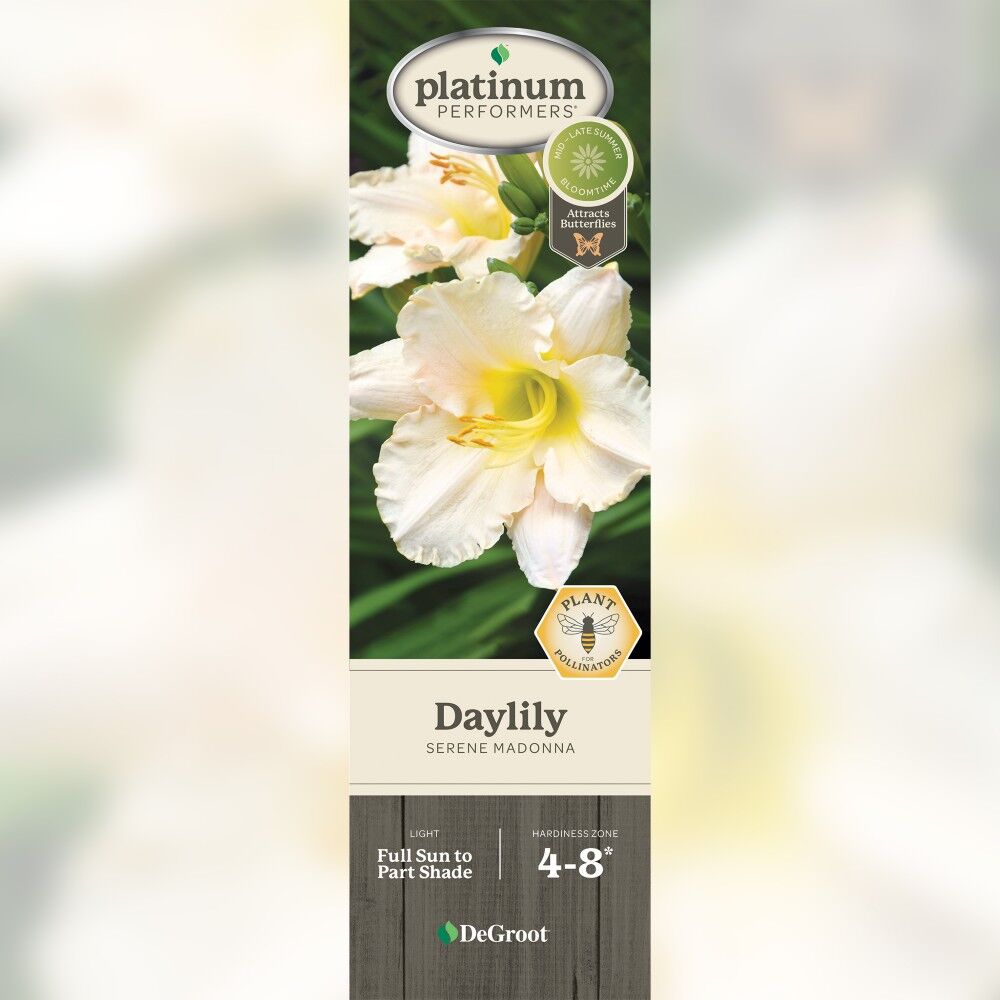 DeGroot Daylily, Serene Madonna