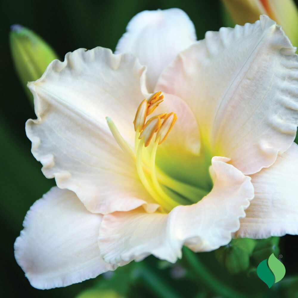 DeGroot Daylily, Serene Madonna