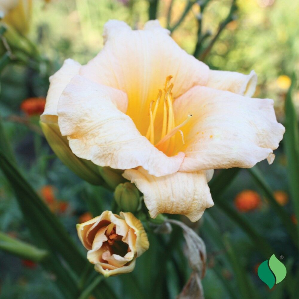 DeGroot Daylily, Serene Madonna