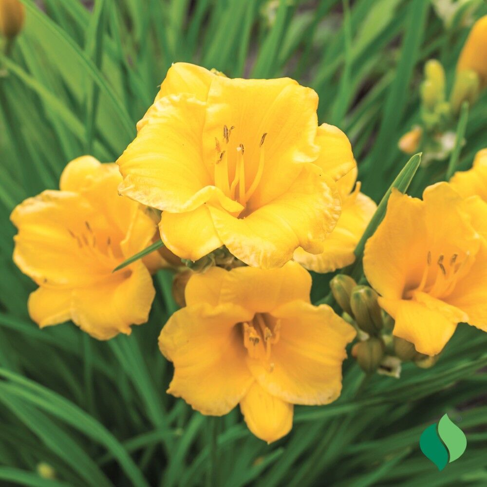 DeGroot Daylily, Stella De Oro