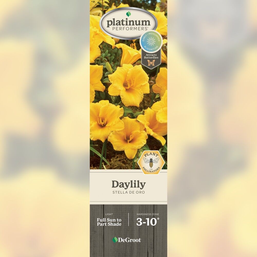 DeGroot Daylily, Stella De Oro