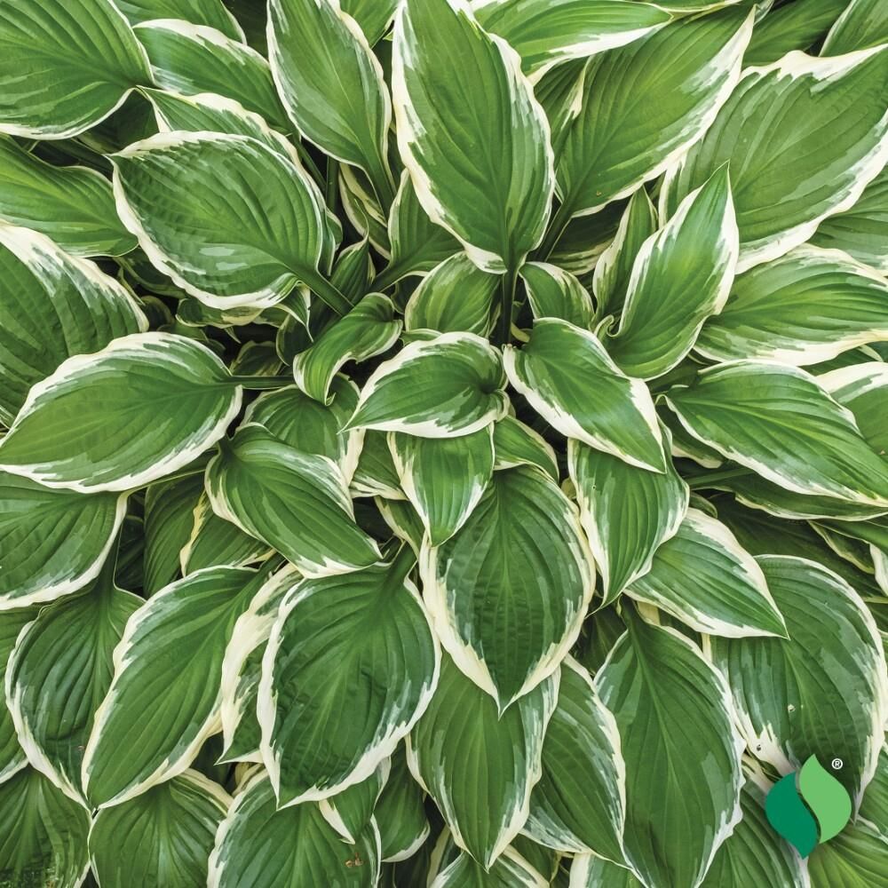 DeGroot Hosta, Albo Marginata