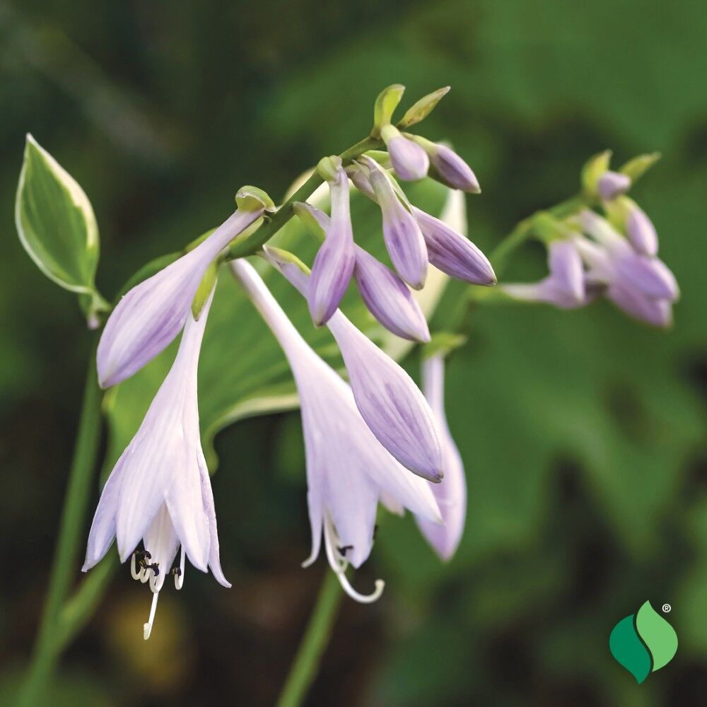 DeGroot Hosta, Albo Marginata