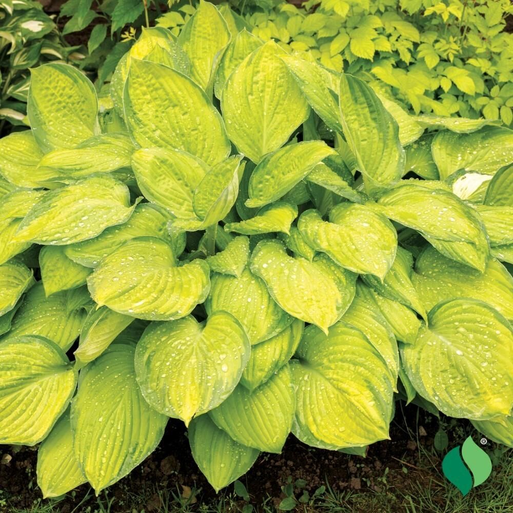 DeGroot Hosta, Gold Standard