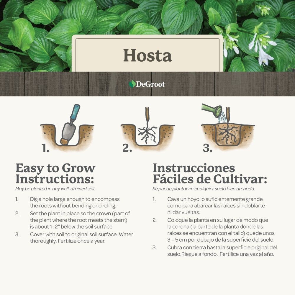 DeGroot Hosta, Gold Standard