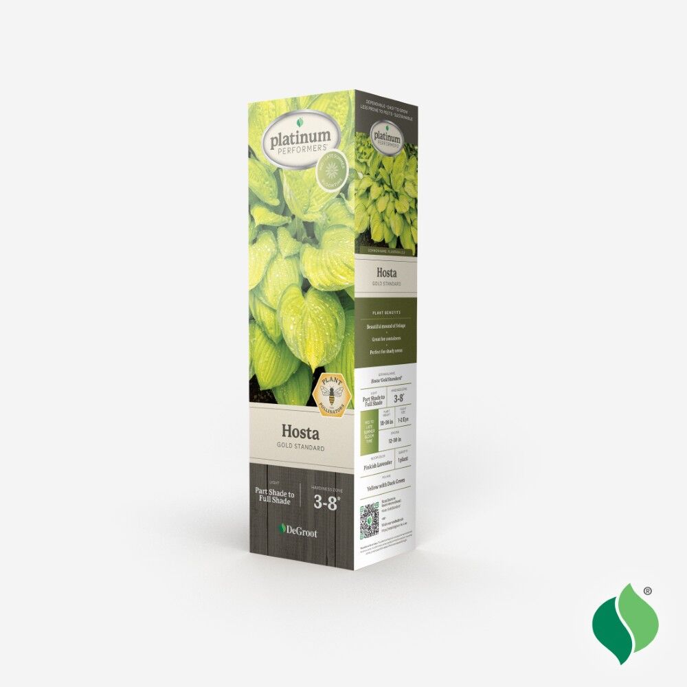 DeGroot Hosta, Gold Standard