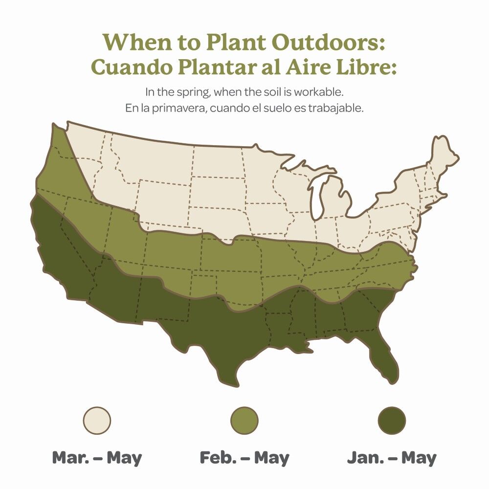 DeGroot Hosta, Mediovariegata