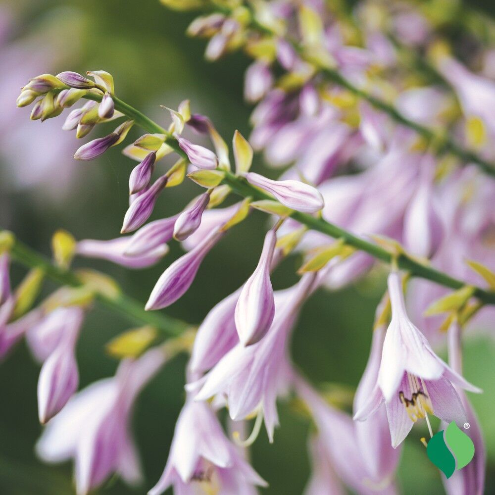 DeGroot Hosta, Mediovariegata