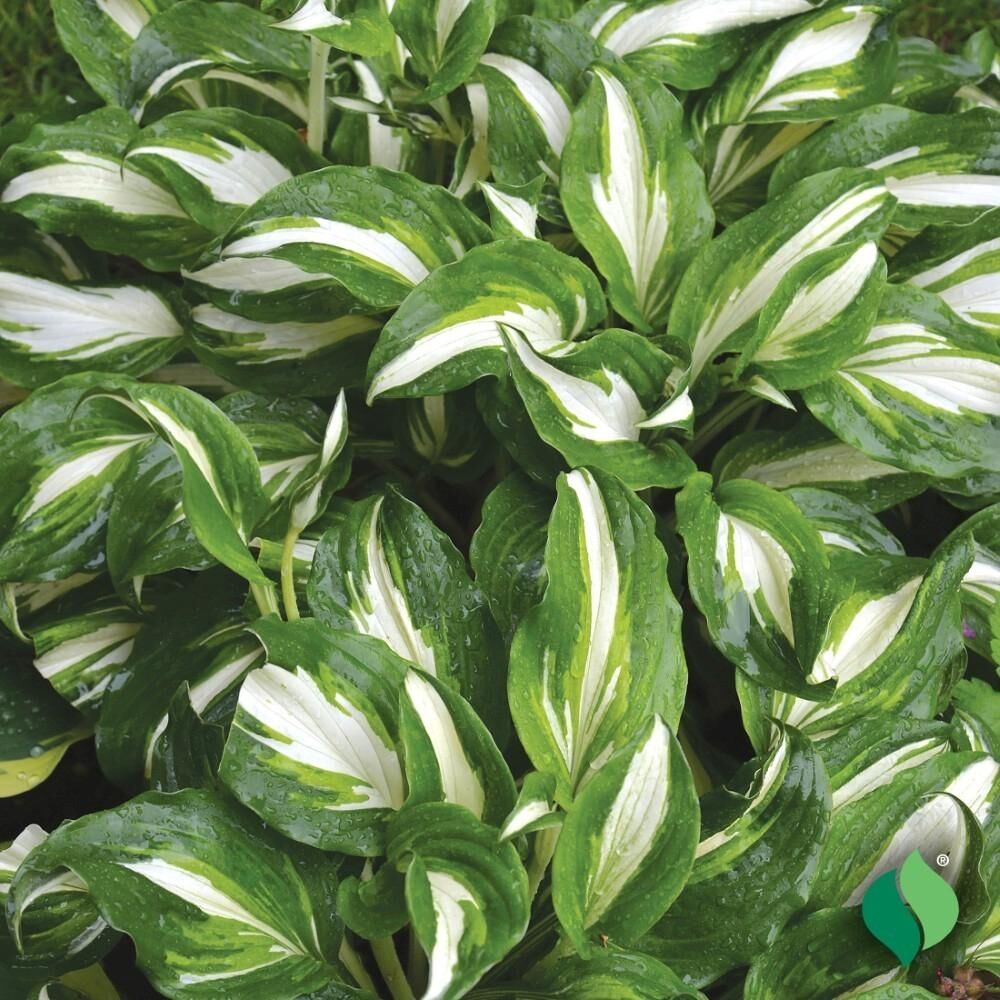 DeGroot Hosta, Mediovariegata