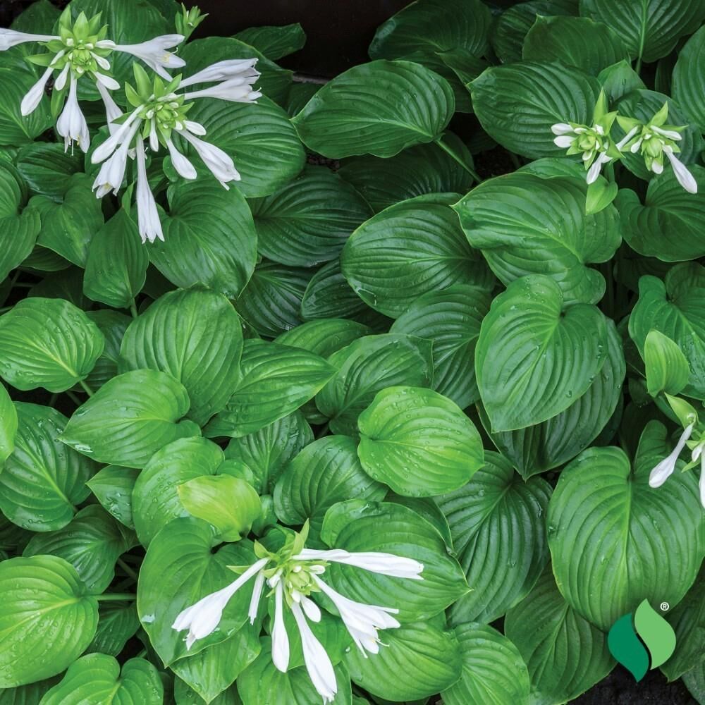 DeGroot Hosta, Royal Standard