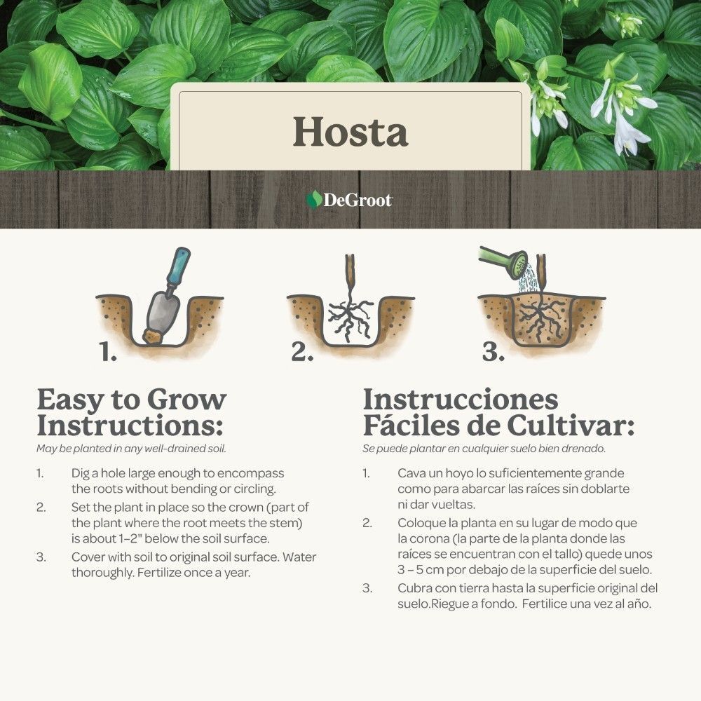 DeGroot Hosta, Royal Standard