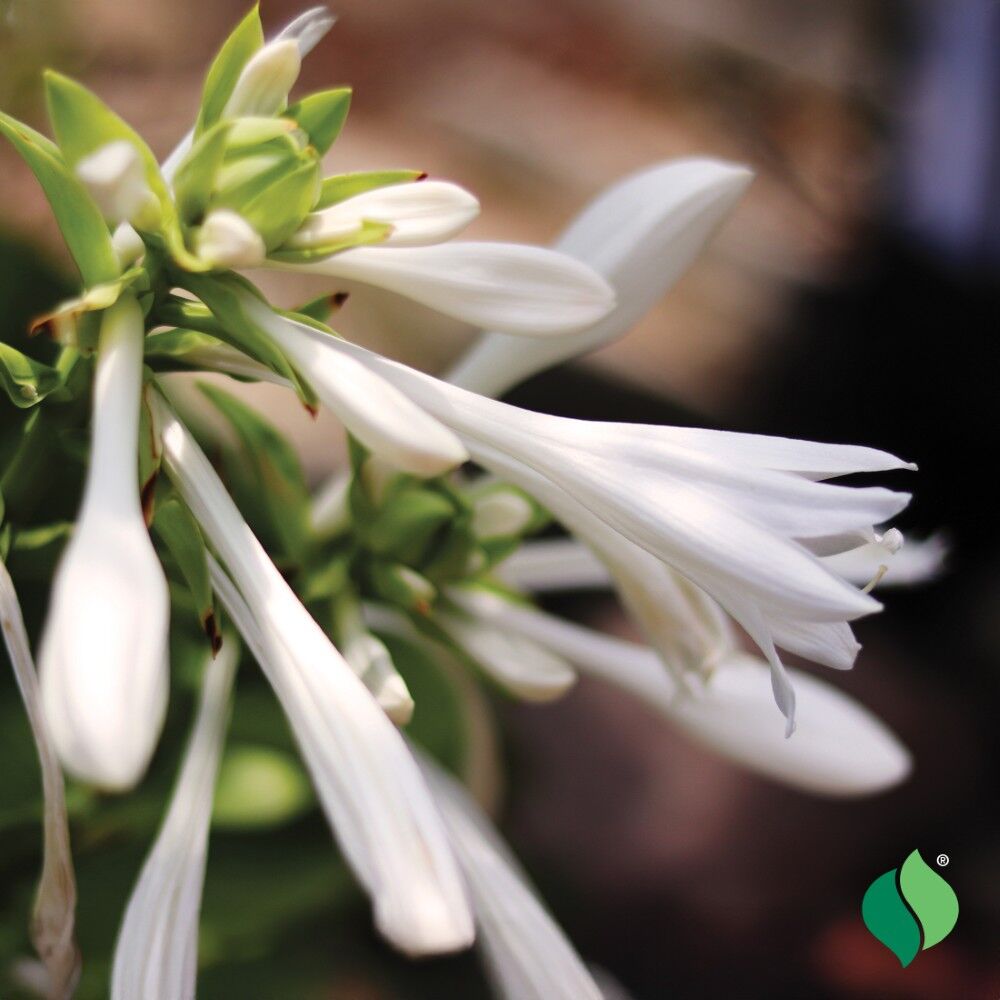 DeGroot Hosta, Royal Standard