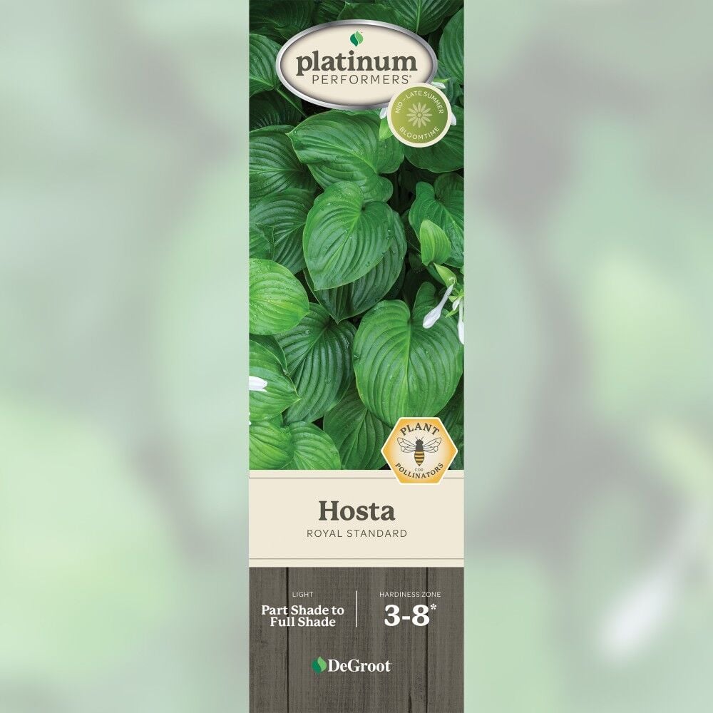 DeGroot Hosta, Royal Standard