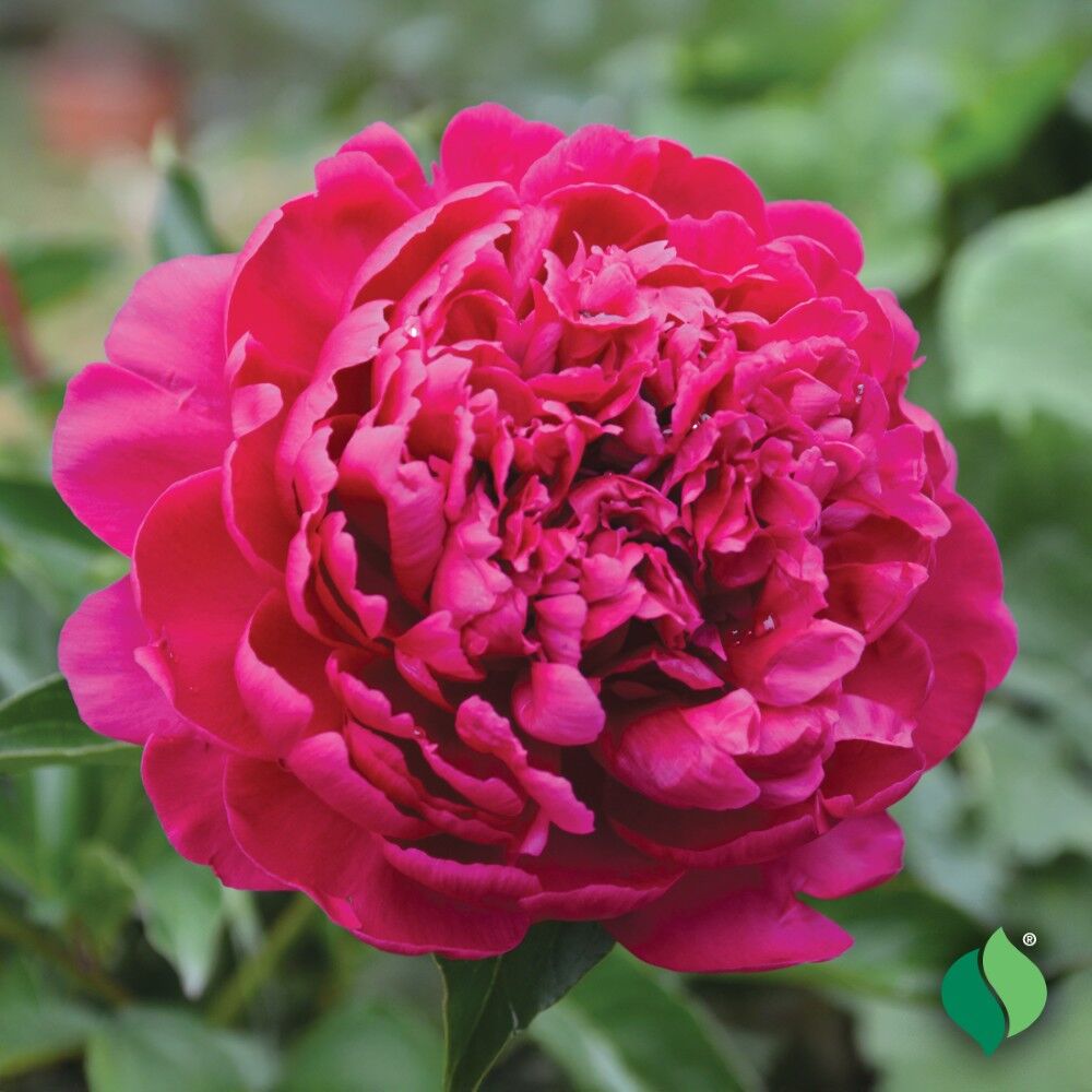 DeGroot Peony, Felix Crousse