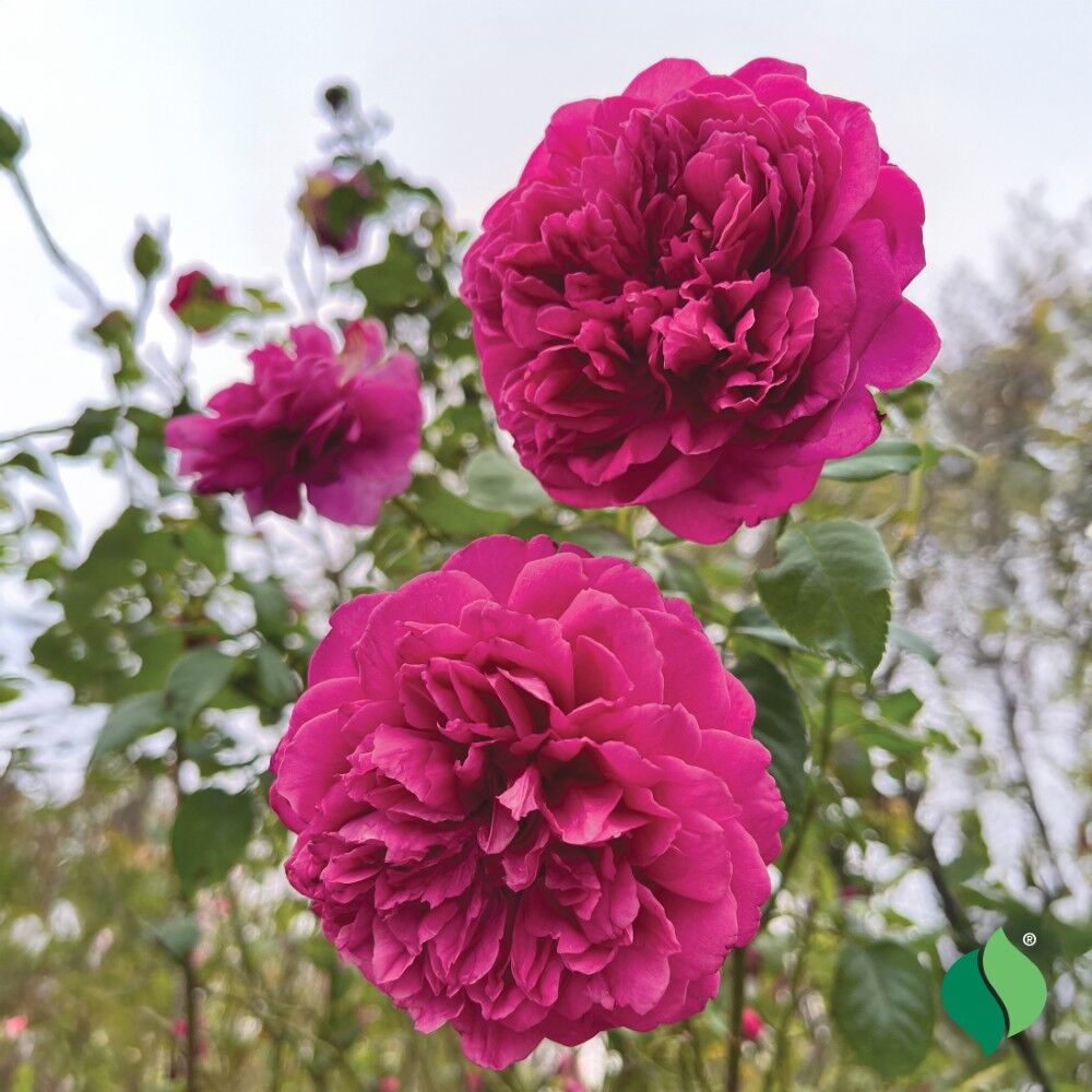 DeGroot Peony, Felix Crousse