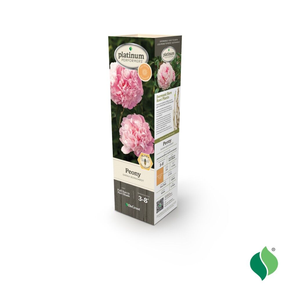 DeGroot Peony, Sarah Bernhardt