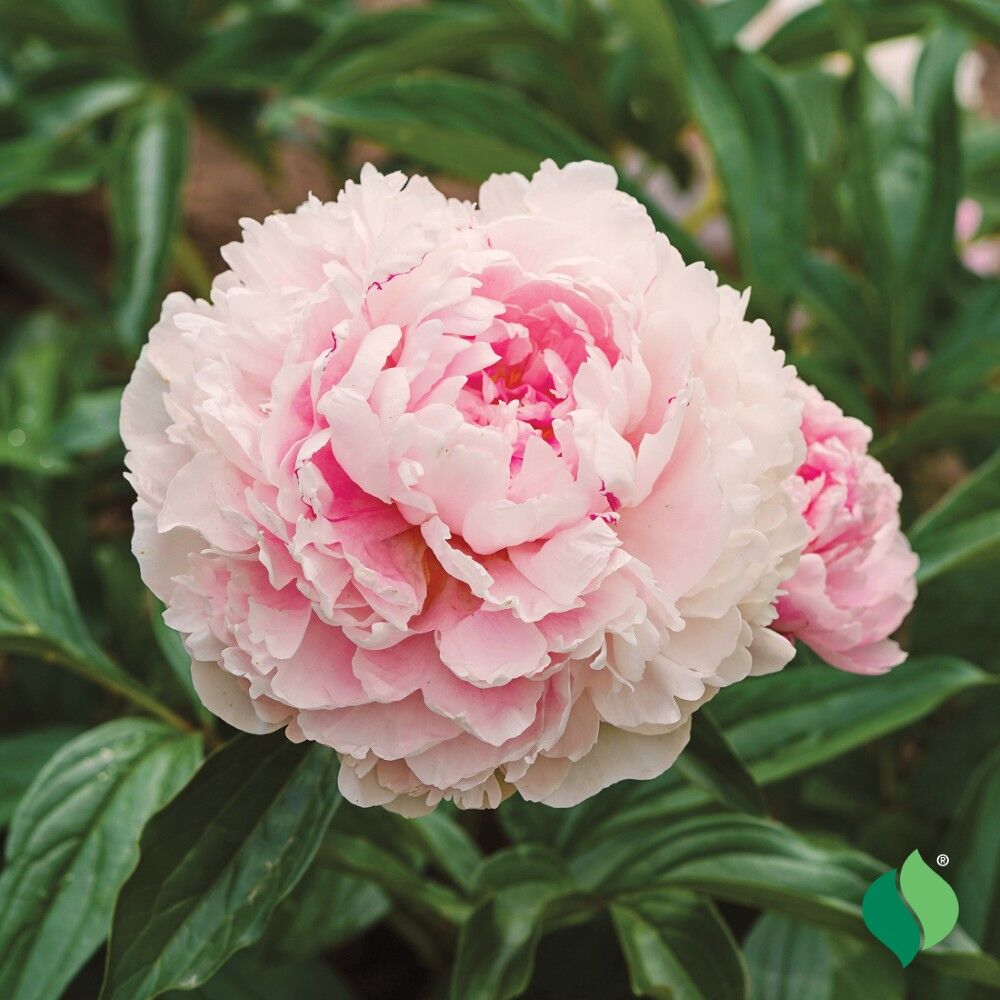 DeGroot Peony, Sarah Bernhardt