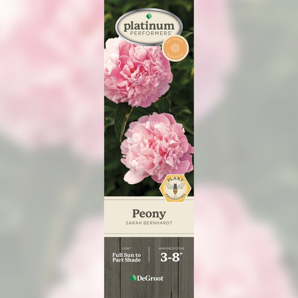 DeGroot Peony, Sarah Bernhardt