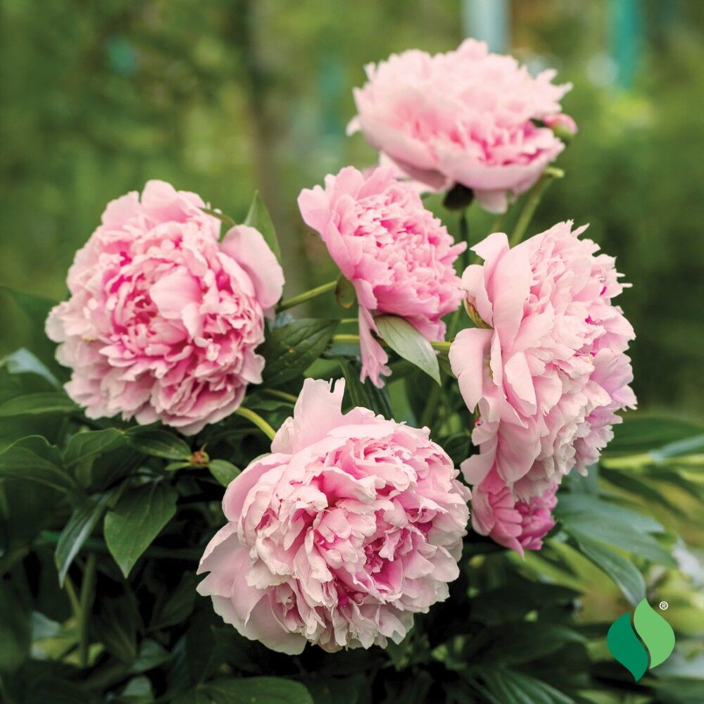 DeGroot Peony, Sarah Bernhardt