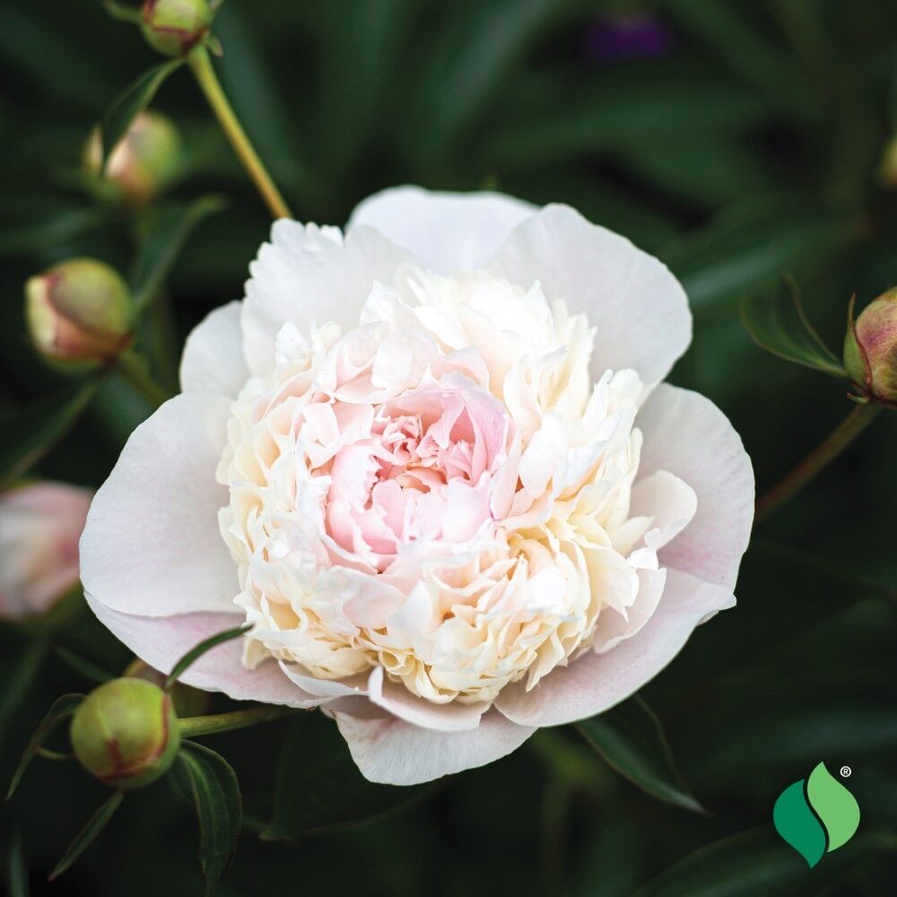 DeGroot Peony, Shirley Temple