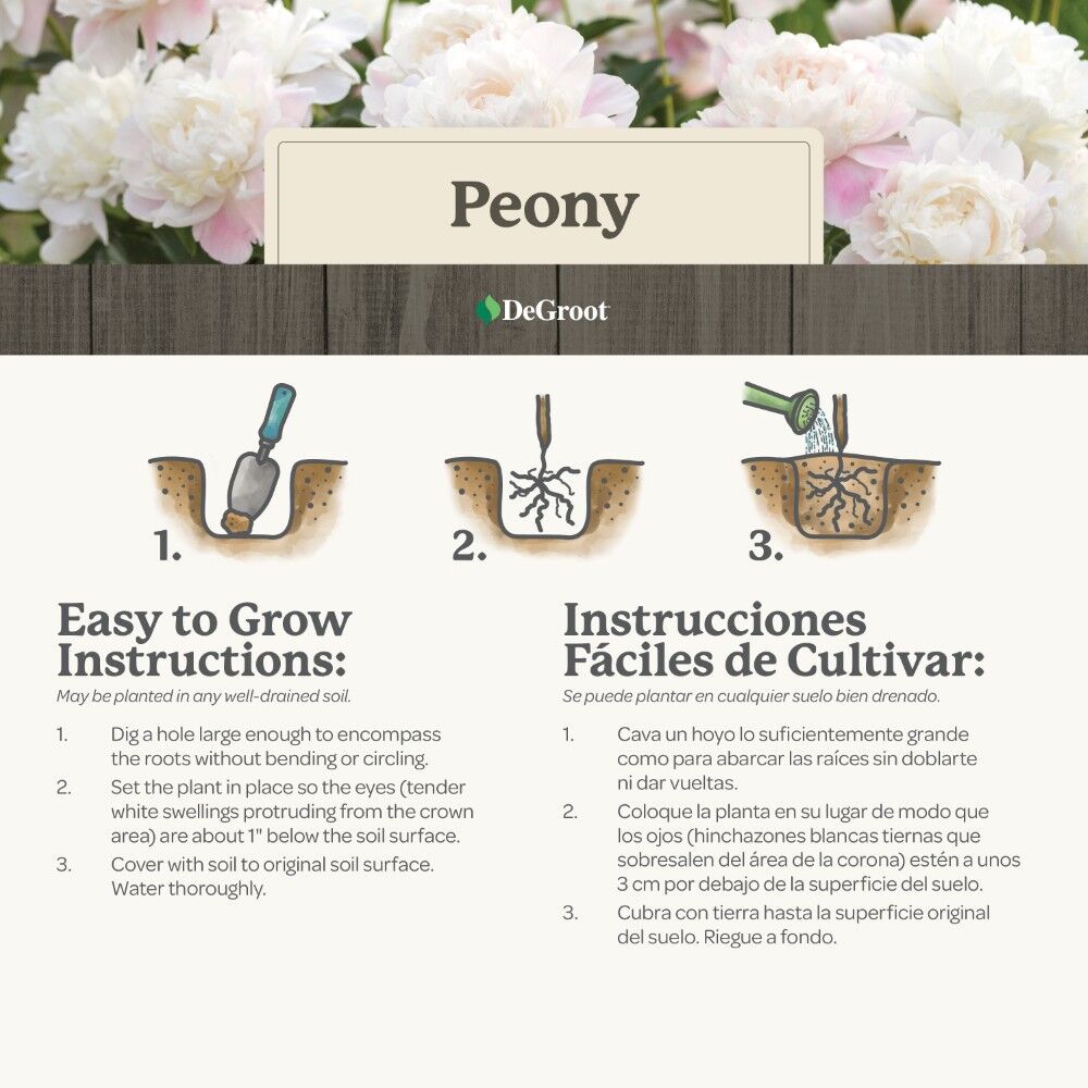 DeGroot Peony, Shirley Temple