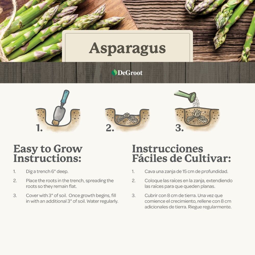 DeGroot Asparagus, Jersey Giant