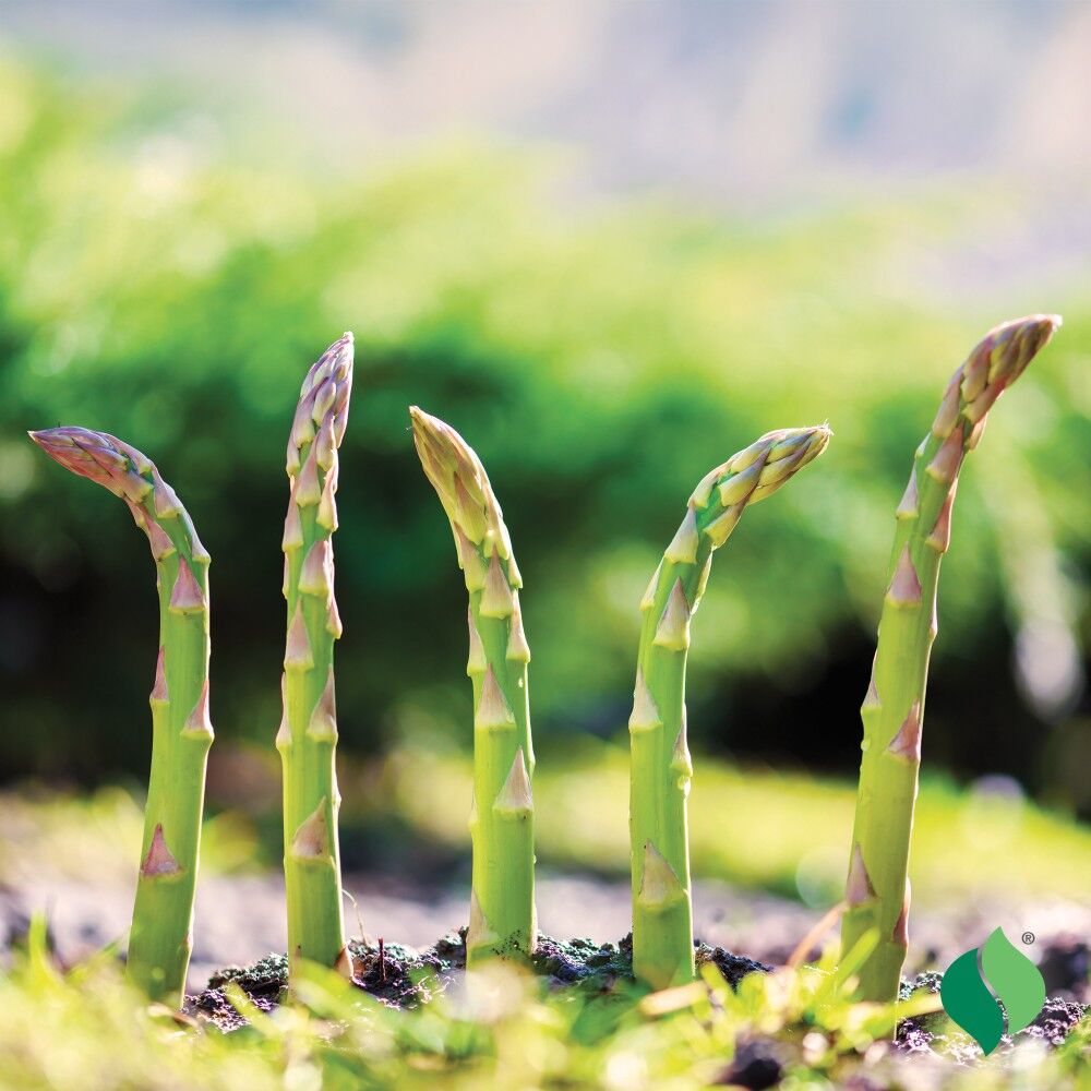 DeGroot Asparagus, Mary Washington
