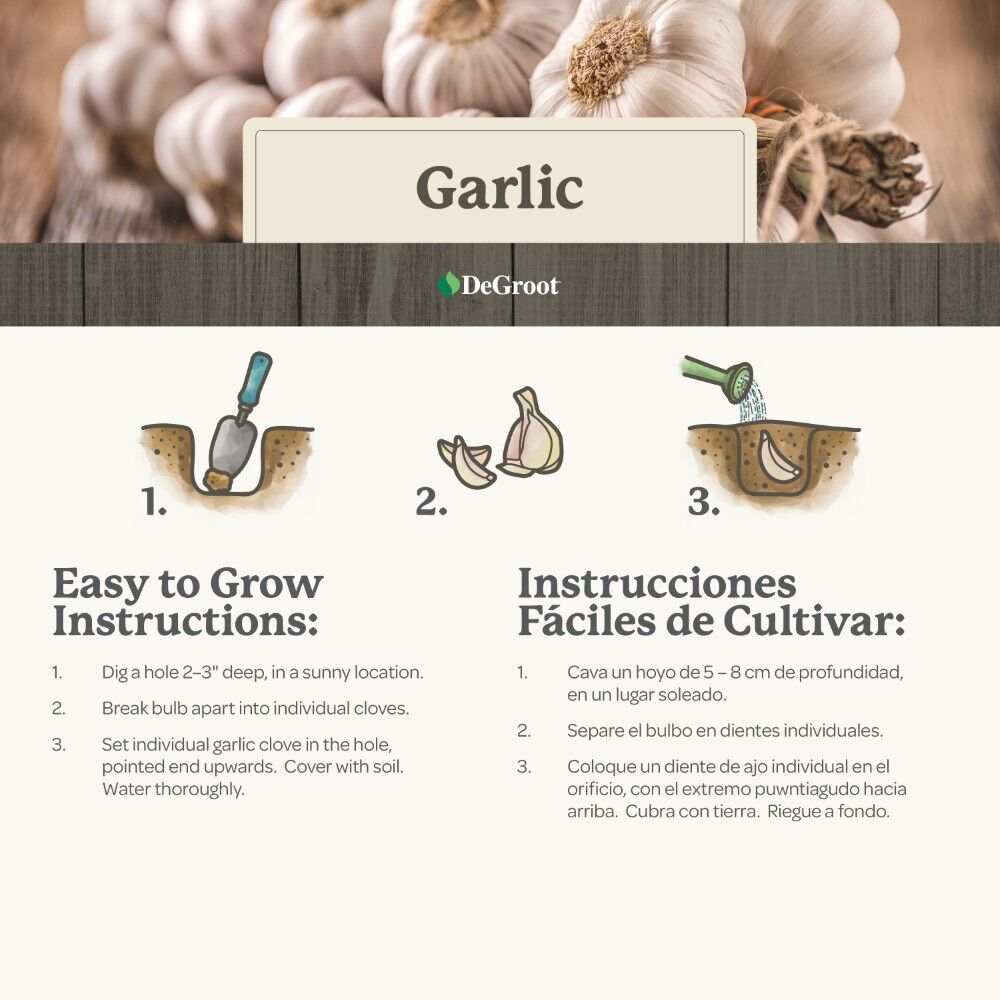 DeGroot Garlic Bulbs Softneck