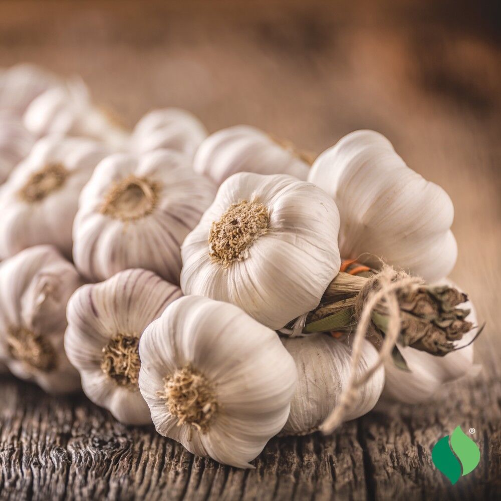 DeGroot Garlic Bulbs Softneck