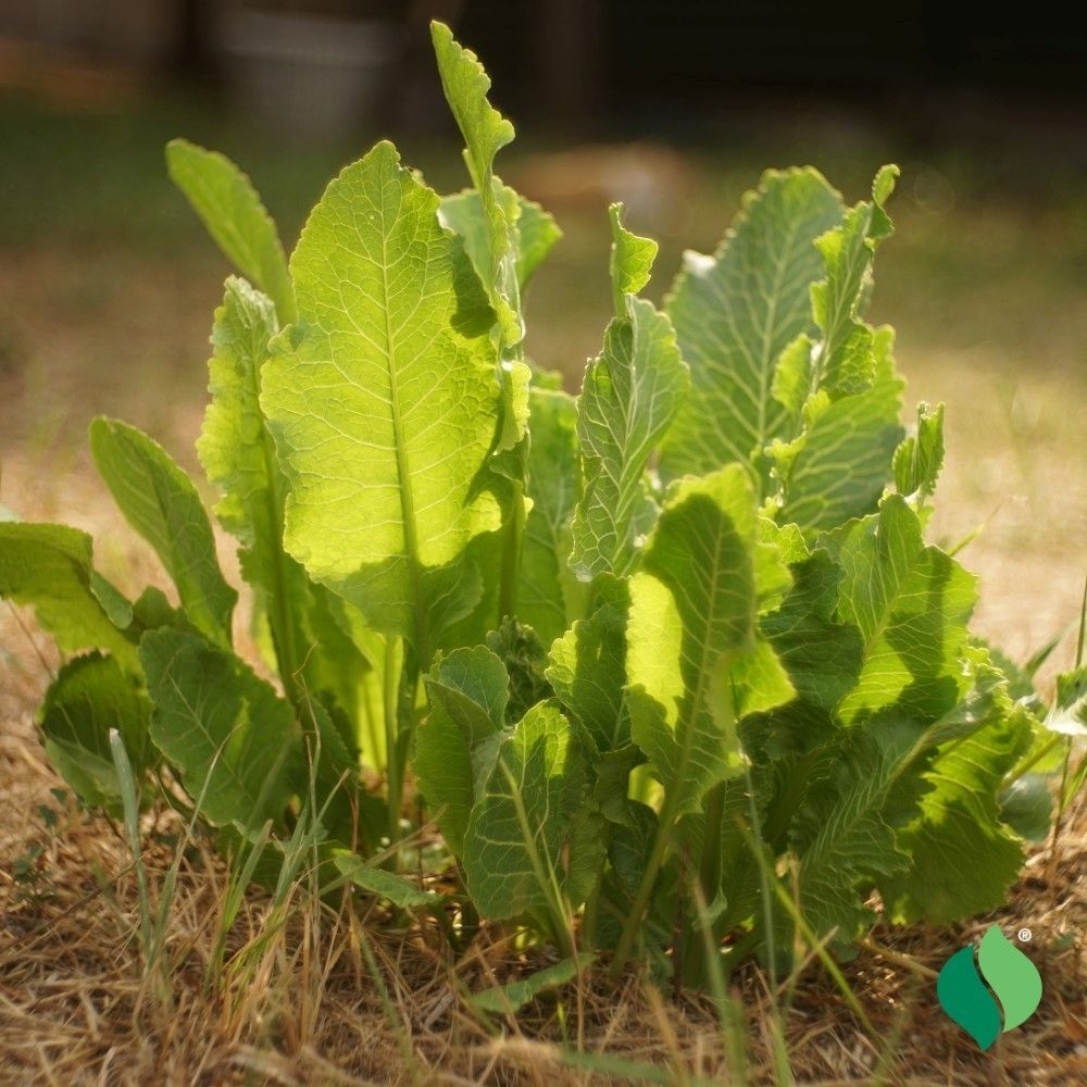 DeGroot Horseradish Sets