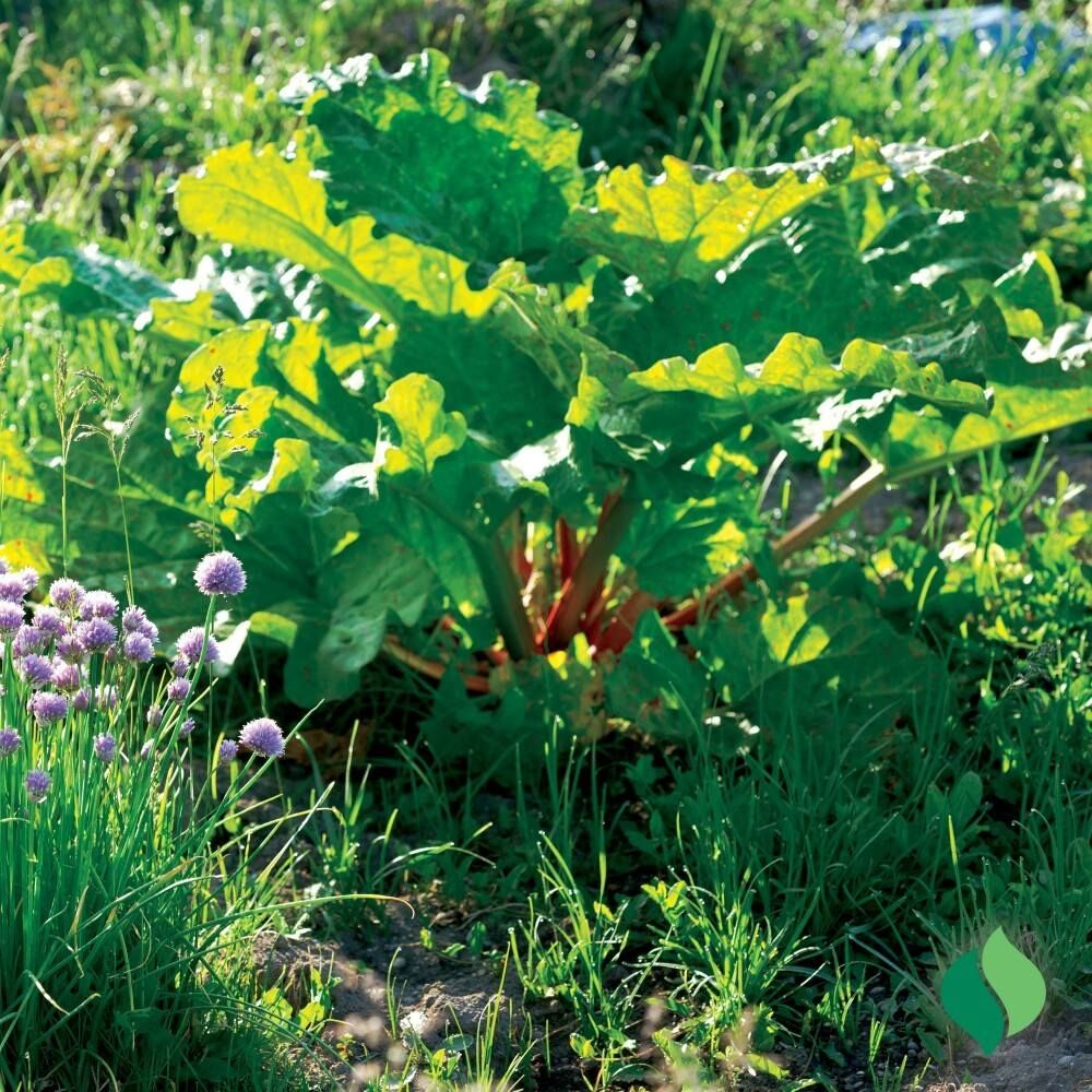 DeGroot Rhubarb, Victoria