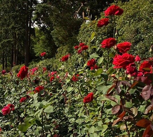 Certified Nurseries Bagged Grade #1 Fragrant Roses Assorted Types