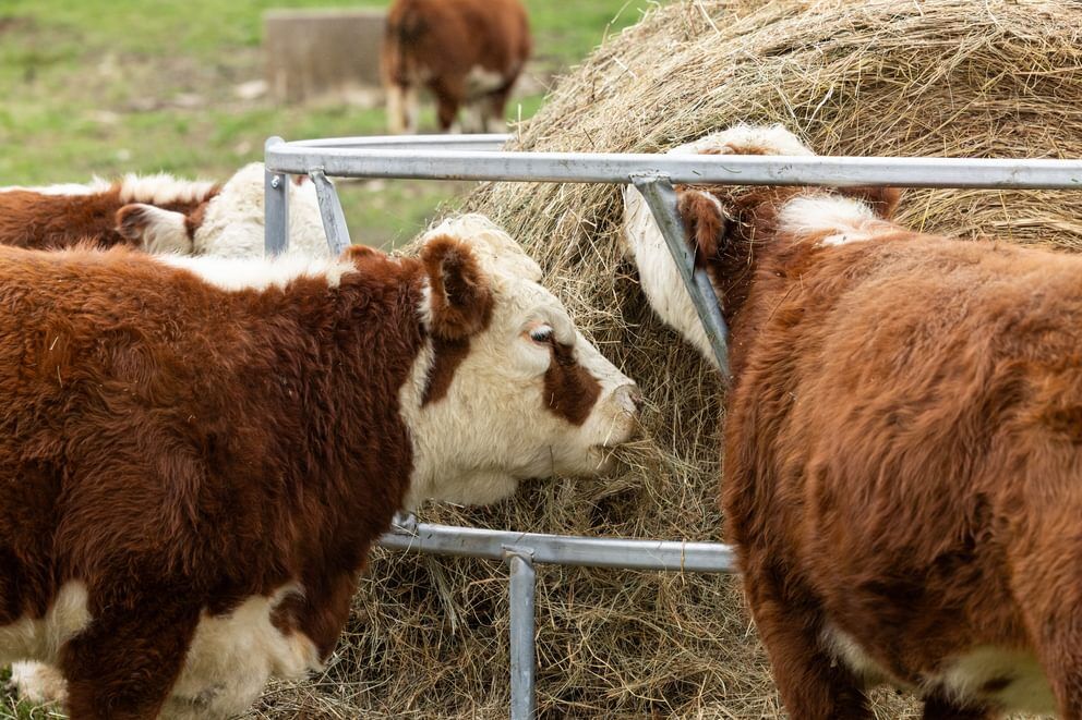 Behlen Country EcoSmart Galvanized Round Bale Feeder, 8-Ft