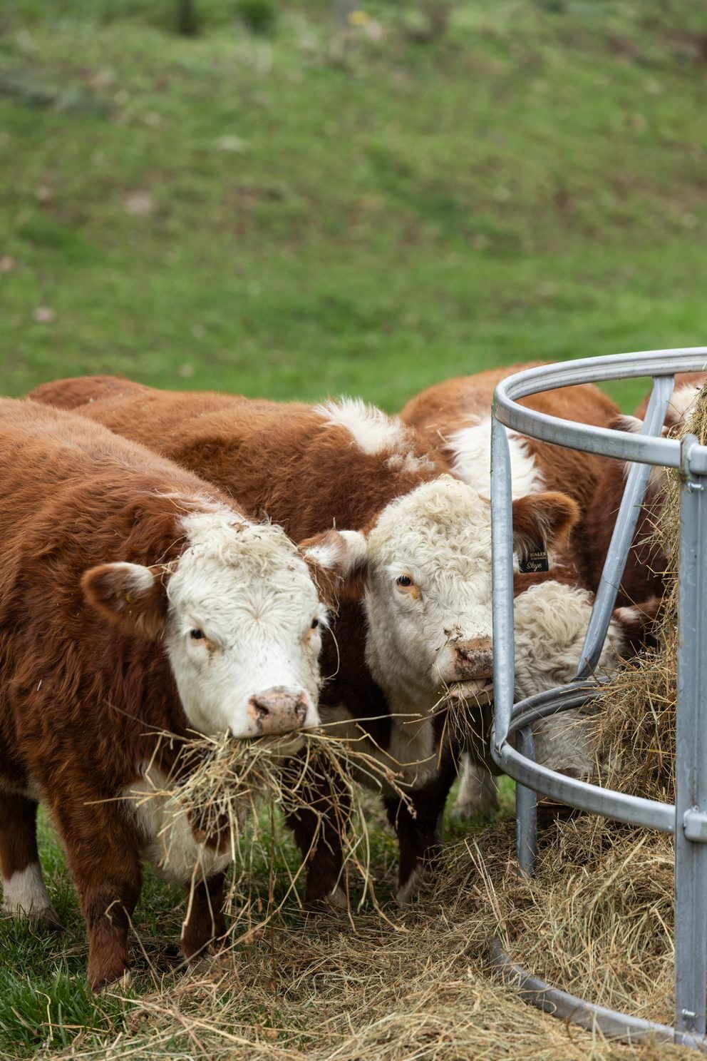 Behlen Country EcoSmart Galvanized Round Bale Feeder, 8-Ft