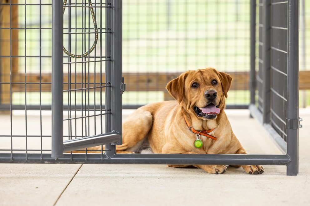 Behlen Country Gray Ruff Guard Complete Kennel, 10-Ft x 10-Ft x 6-Ft