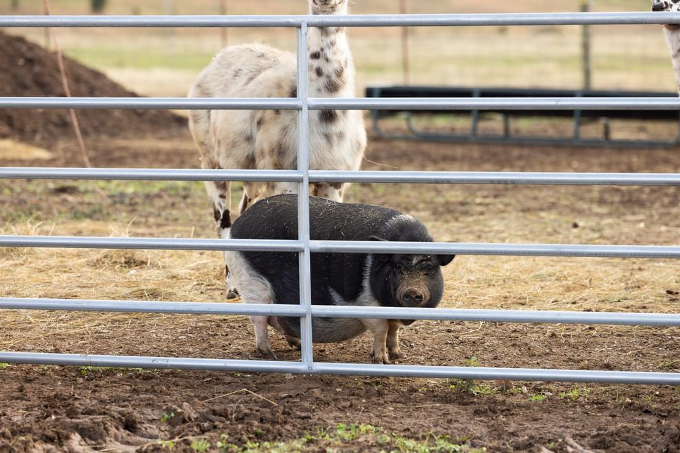 Behlen Country Gray The Heritage Round Corner Gate, 10-Ft x 50-In